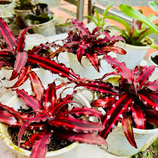 Dứa tiểu phụng đỏ size lớn