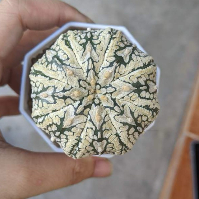 31/10/2023 Aster size 4-6cm, miệng chậu 7cm