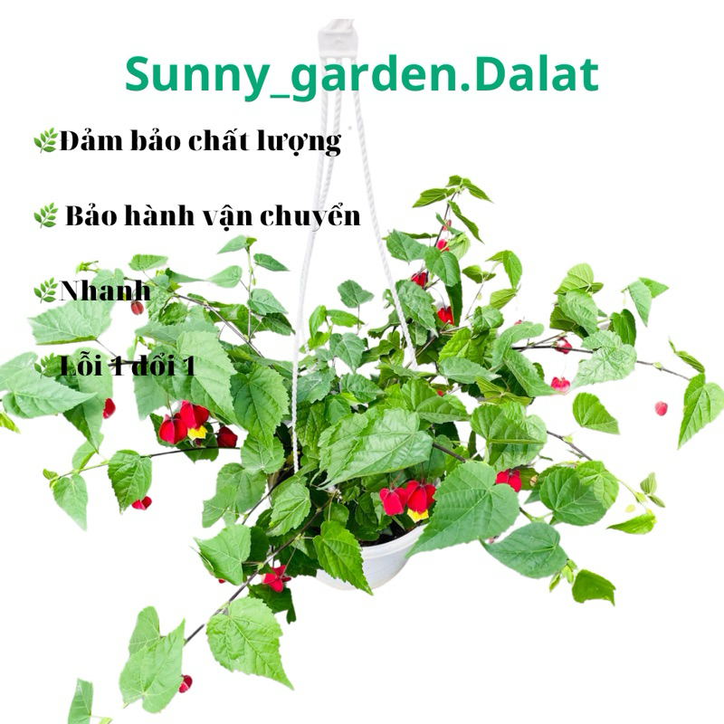 Chậu treo Lồng đèn Hội An