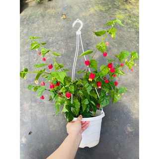 Chậu treo Lồng đèn Hội An