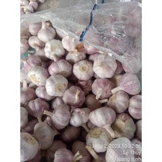 Tỏi tía Ninh Thuận 1kg