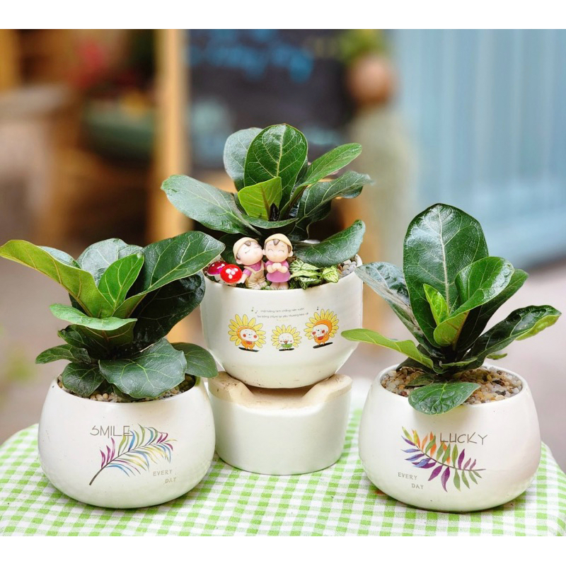 Cây bán ảnh cuối - Cây bàng Singapore mini để bàn phong thuỷ - trồng thuỷ sinh được