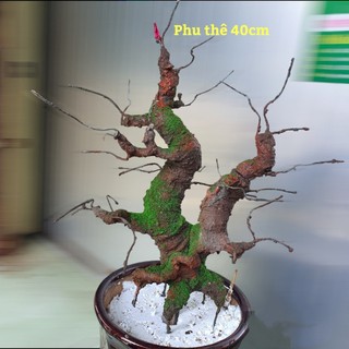 Gốc cây giả, gốc bonsai dáng phu thê