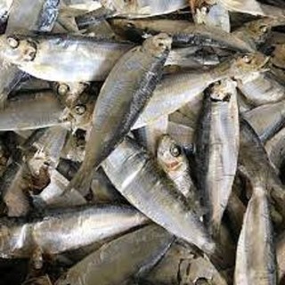 Cá trích khô 1kg