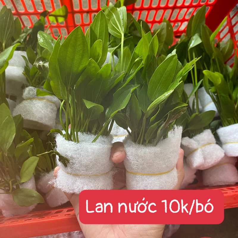 10k/ bó lan nước thuy sinh