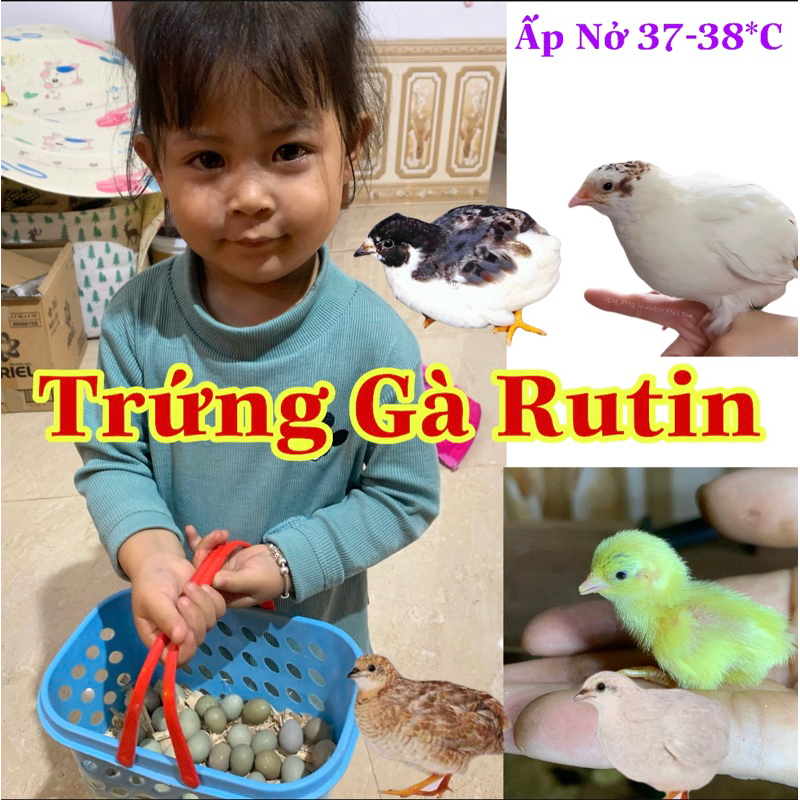 Trứng gà rutin