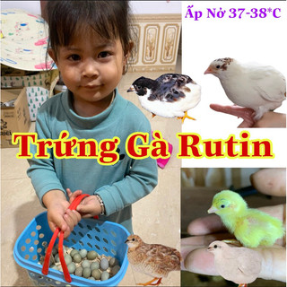 Trứng gà rutin