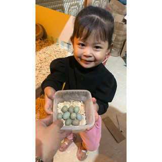 Trứng gà rutin