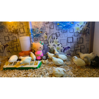 Trứng gà rutin