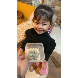 Trứng gà rutin