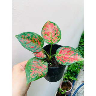 Chậu mềm vạn lộc nhỏ