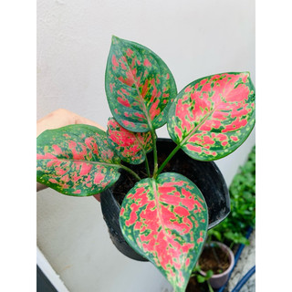 Chậu mềm vạn lộc nhỏ