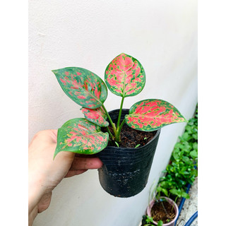 Chậu mềm vạn lộc nhỏ
