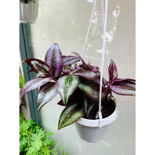 Chậu nhựa treo cây thài lài tía