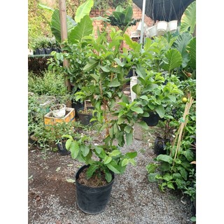 Cây ổi nữ hoàng 60-70cm chưa trái (chỉ giao hỏa tốc HCM)