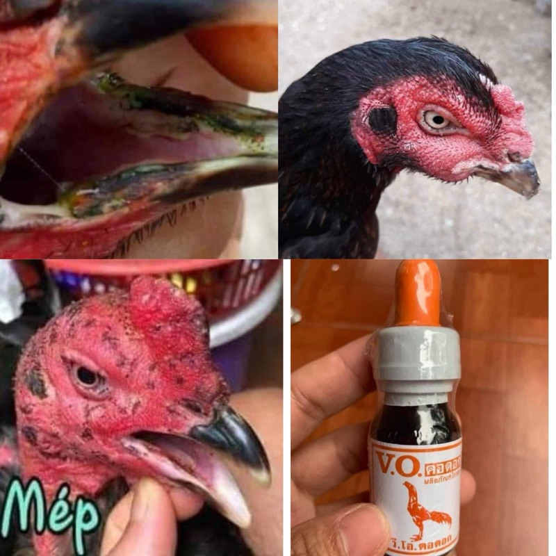 [CHÍNH HÃNG 100%] {VO - gà soi bội} - {rách mép - kén mép} - combo 1 lọ / 15ml