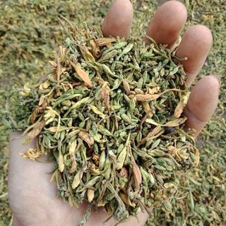 Trà hoa đu đủ đực - Thảo dược Tấn Phát