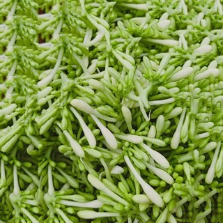 Trà hoa đu đủ đực - Thảo dược Tấn Phát