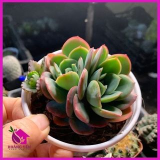 Sen đá phu7o75g hoàng lửa size trung 8 cm