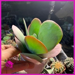 Sen đá cánh bướm size trung 8cm