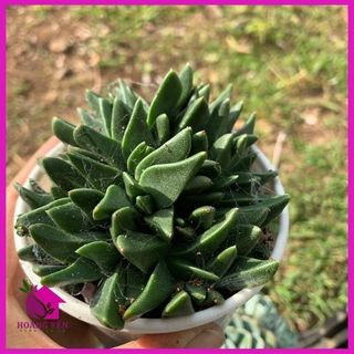 Sen đá cỏ ngọc size trung 8cm , cây già khỏe