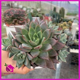 Sen đá Mận đỏ size trung 8 cm, cây già khỏe