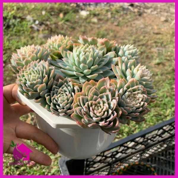 Sen đá Hải ly bụi lỡ 18cm