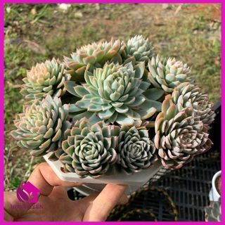 Sen đá Hải ly bụi lỡ 18cm