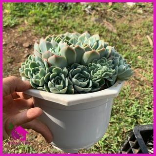 Sen đá đất xanh bụi size lỡ 18cm, cây già khỏe