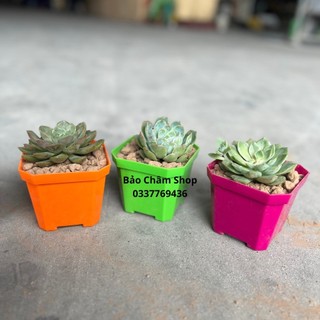 🔥⚡️ rẻ vô địch💥chậu nhựa vuông sen đá các màu