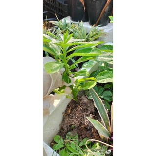 Cây sâm đất có rễ, không kèm bầu đất, combo 10 cây