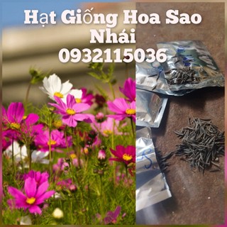 Hạt giống hoa sao nhái cánh bướm, dễ trồng