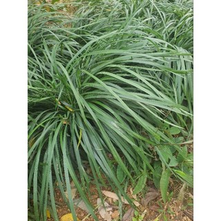 10cây mạch môn giống