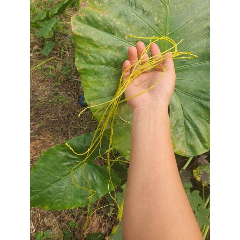 1kg giây tơ hồng