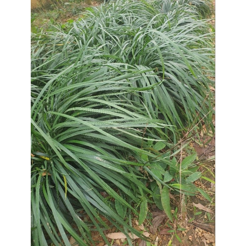 10cây mạch môn giống