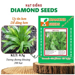 Hạt giống rau mùi tàu Hạt giống Rau Thơm dễ trồng, dễ chăm sóc, trồng quanh năm, Hạt giống rau củ quả