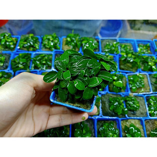 Ráy Nana Tàu Cây Thủy Sinh Gắn Đá Lũa Không Cần CO2 Không Cần Phân Nền