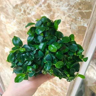 Ráy nana nhiều ngọn cây thủy sinh gắn giá thể không cần co2 không cần phân nền