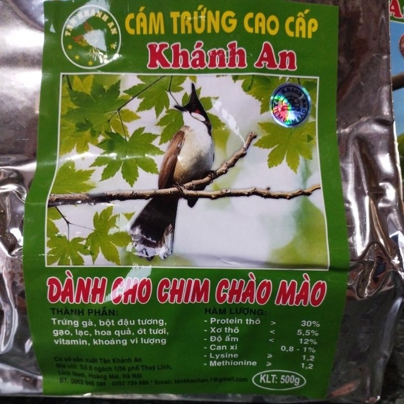 cám chim chào mào Khánh An