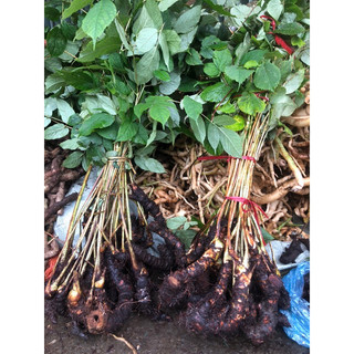 Cây lạc tân phụ tươi rừng tây bắc 1kg