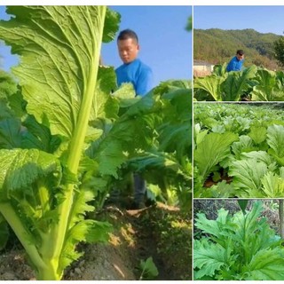 Hạt giống cải mèo khổng lồ 10gram