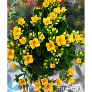 Cây sống đời hoa vàng đơn.