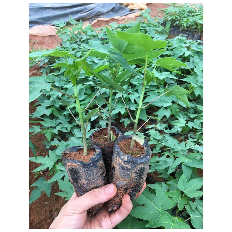 Cây đu đủ đực siêu hoa(dược liệu) làm giống.