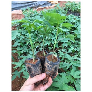 Cây đu đủ đực siêu hoa làm giống.