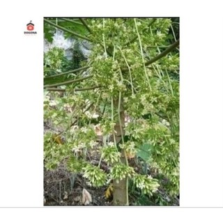 Cây đu đủ đực siêu hoa(dược liệu) làm giống.