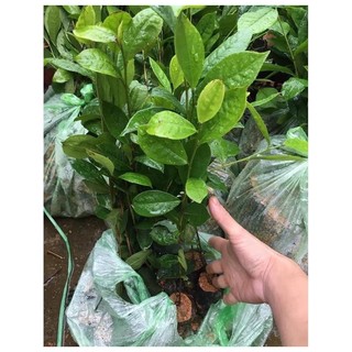 Cây chè xanh làm giống .