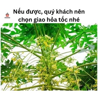 Cây đu đủ đực siêu hoa(dược liệu) làm giống.