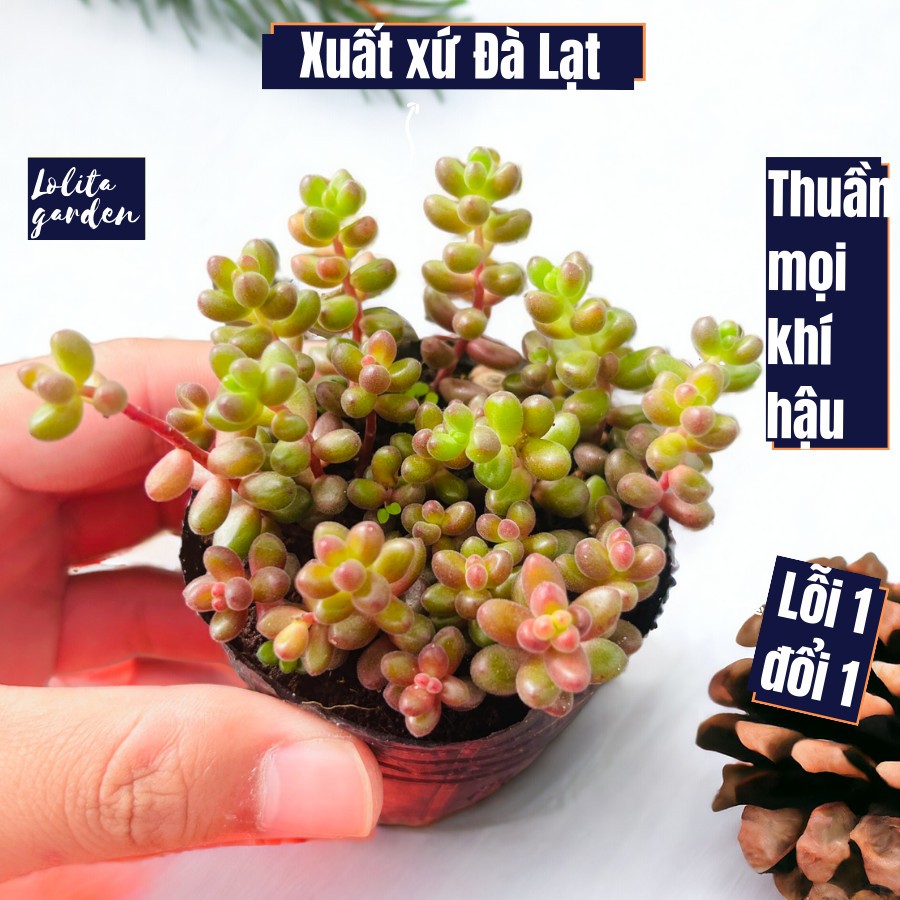 Sen đá sedum cà phê Đà Lạt size bé cây cảnh trang trí nhà cửa Lolita garden
