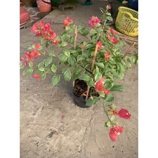 Hoa giấy cẩm thạch dưa hấu ghép hom 50cm