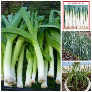 Hạt Giống Tỏi Tây Cao Sản Năng Suất Thơm Ngon